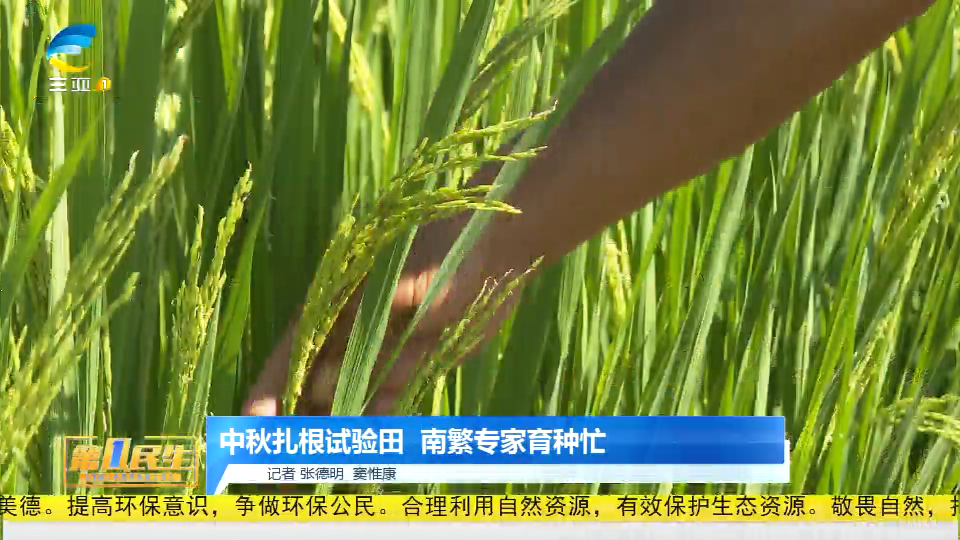 中秋扎根试验田  南繁专家育种忙